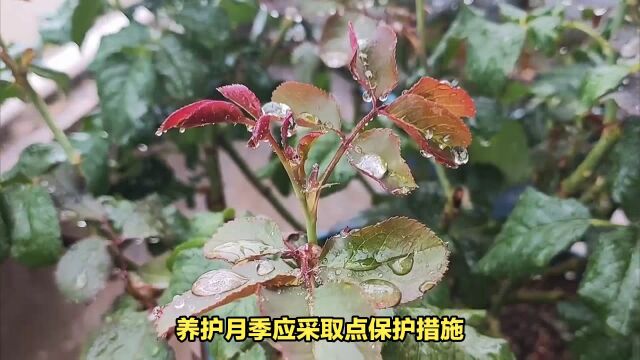 9月月季的管理养护,网友直呼,养护月季太轻松