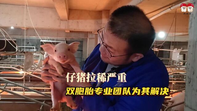 仔猪拉稀严重怎么办?