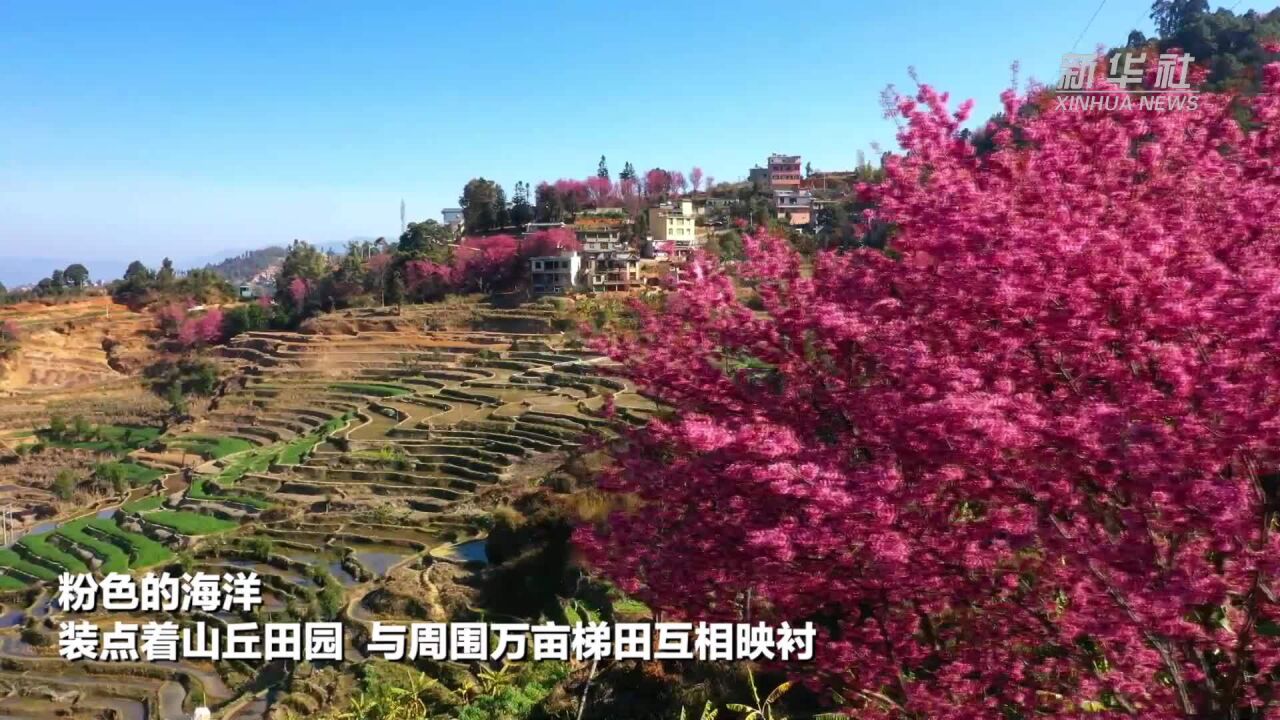 云南红河:万亩梯田樱花开