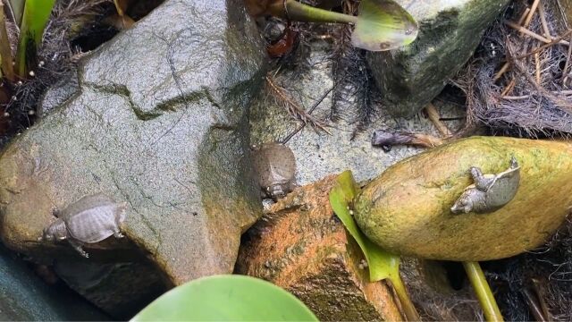 100只甲鱼苗在池子里面养了一个星期,没想到长得这么快,感到很意外