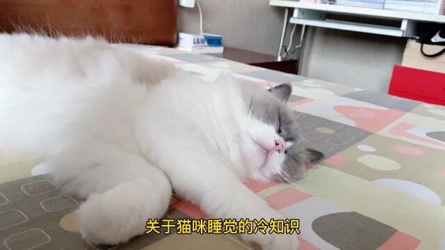 猫咪睡觉的冷知识你知道吗?快来一起学学吧,看看你家猫是这样吗