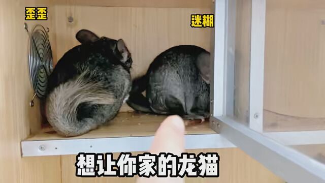 让龙猫从此不再晃笼子的方法就在这里! #我要上有用榜