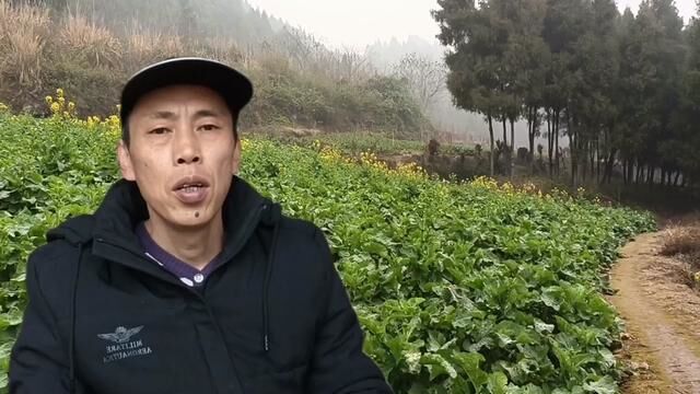 什么蜂群适合割脾开繁?如何割脾才正确?错误操作实际案例分析 #农业技术 #养蜂技术 #农业知识 #农业技术推广 #家庭农场