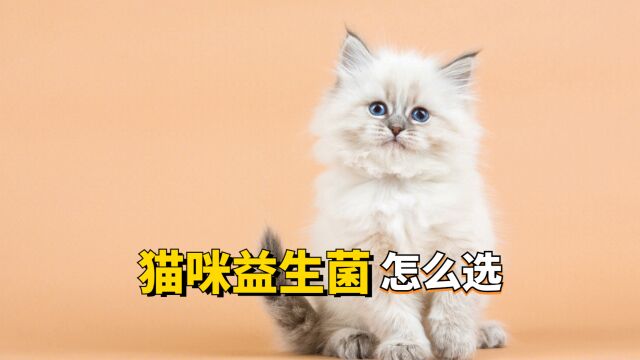 猫咪益生菌怎么选,一分钟带你看懂!