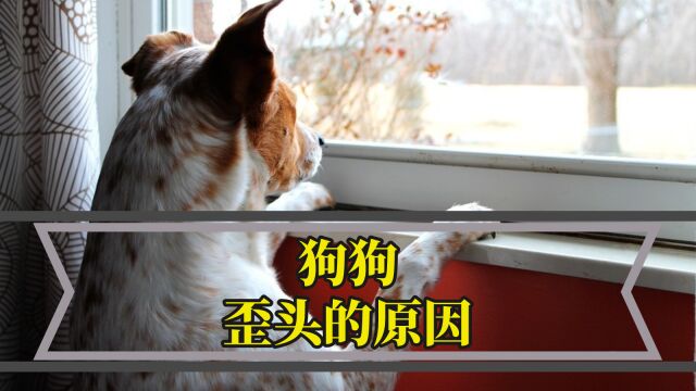 狗狗歪头杀的真正含义,你知道几个?