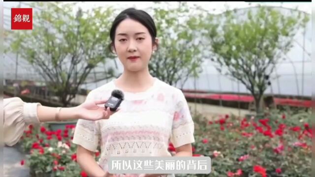 科技助力 成都花卉园艺产业迎来“花样年华”