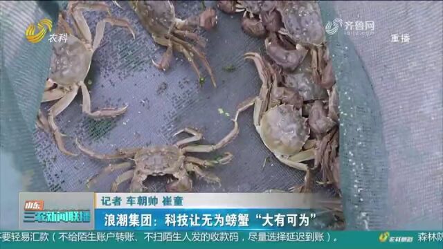 浪潮集团:科技加持让无为螃蟹“大有可为”,助力产业振兴