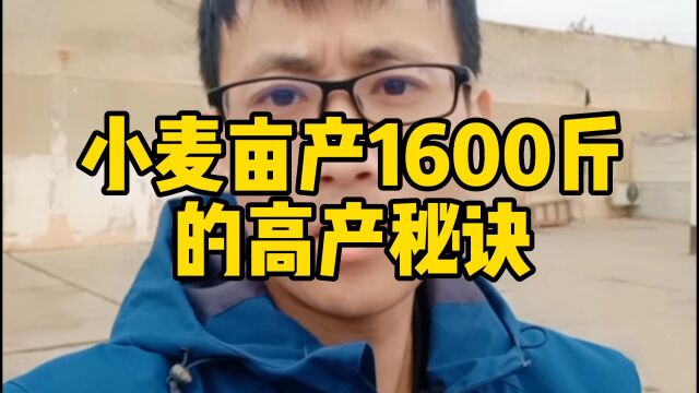 小麦亩产1600斤的高产秘诀!