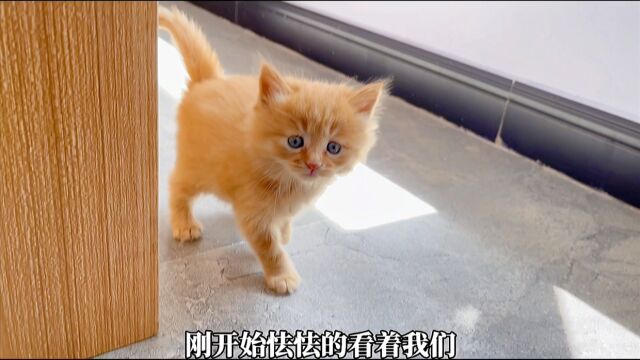 边牧捡到了猫瘟小猫,从此开始了漫长的治疗之路