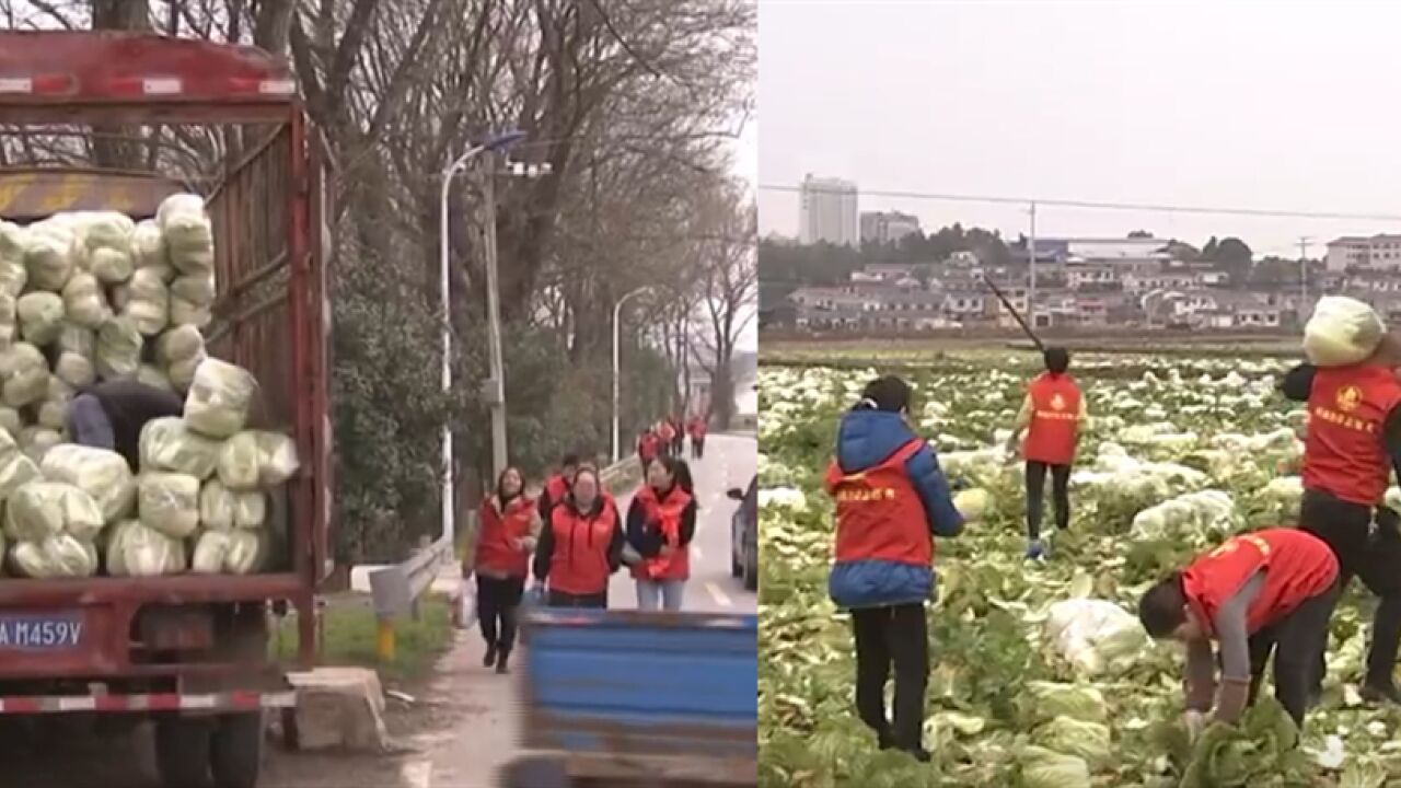 浏阳种植大户种白菜遇滞销,心急如焚时供销部门伸出援手