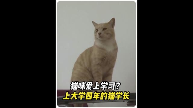 猫咪沉迷学习不能自拔,上大学四年坚持每天上课,俘获全校师生的心#猫咪