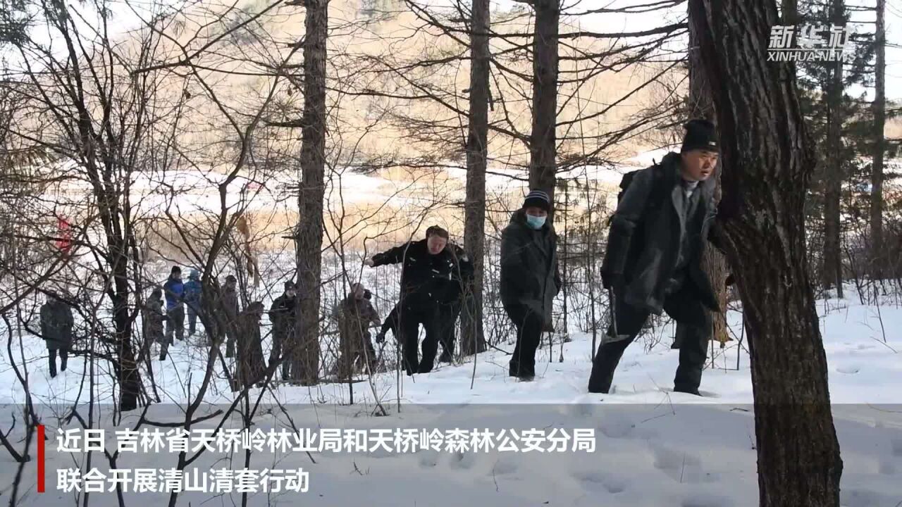 吉林天桥岭林区现野生东北豹活动痕迹