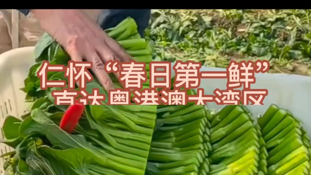 仁怀“春日第一鲜”直达粤港澳大湾区