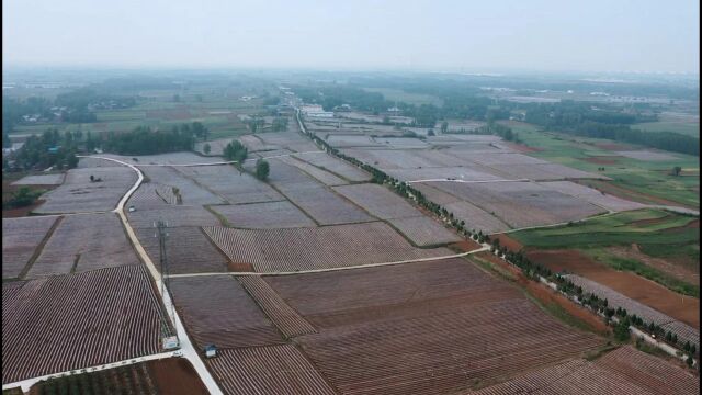 内乡烟田及烟叶移栽风景展示