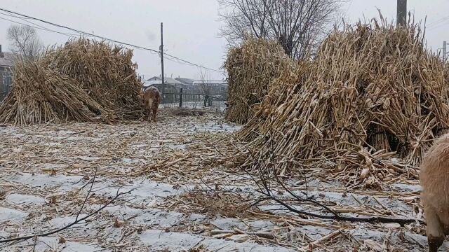 下雪了,阳历三月份了.