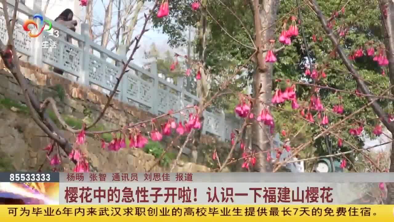 樱花中的急性子开啦!认识一下福建山樱花