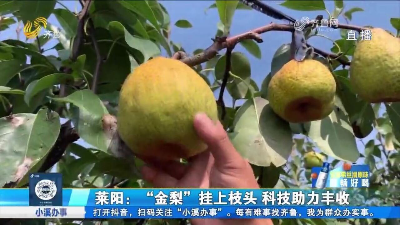 莱阳:“金梨”挂枝头,科技助丰收