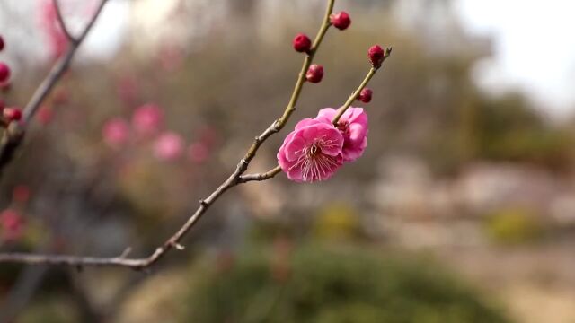 这么近 那么美 周末到河北丨早春梅花美,水墨意韵浓!就在邯郸磁州水墨园!