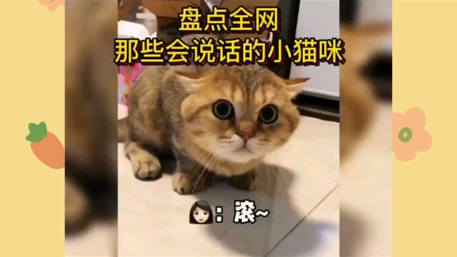 会说话的小猫咪谁不爱