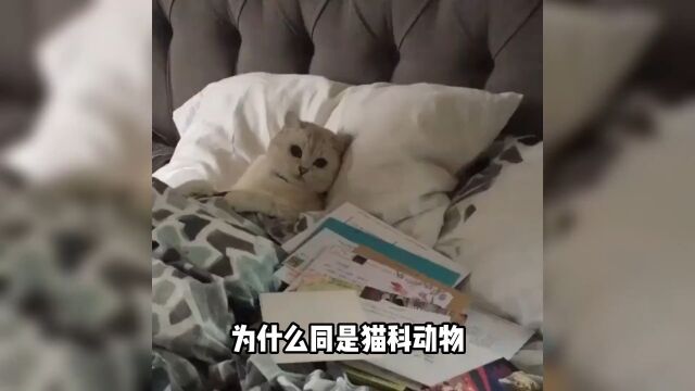 你听过猫咪咆哮吗?猫科动物叫声鉴赏#猫叫