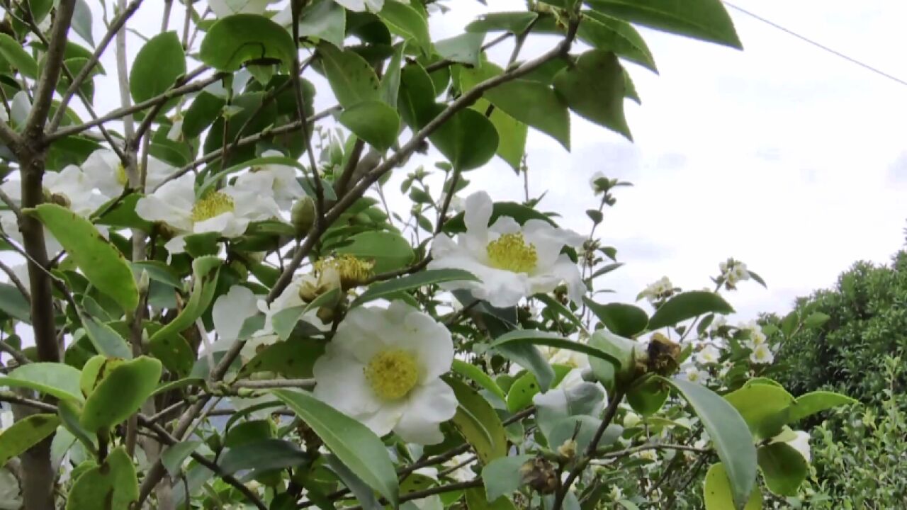 美丽乡村“新样板”丨山茶花扮靓山岗 茶果变身致富果