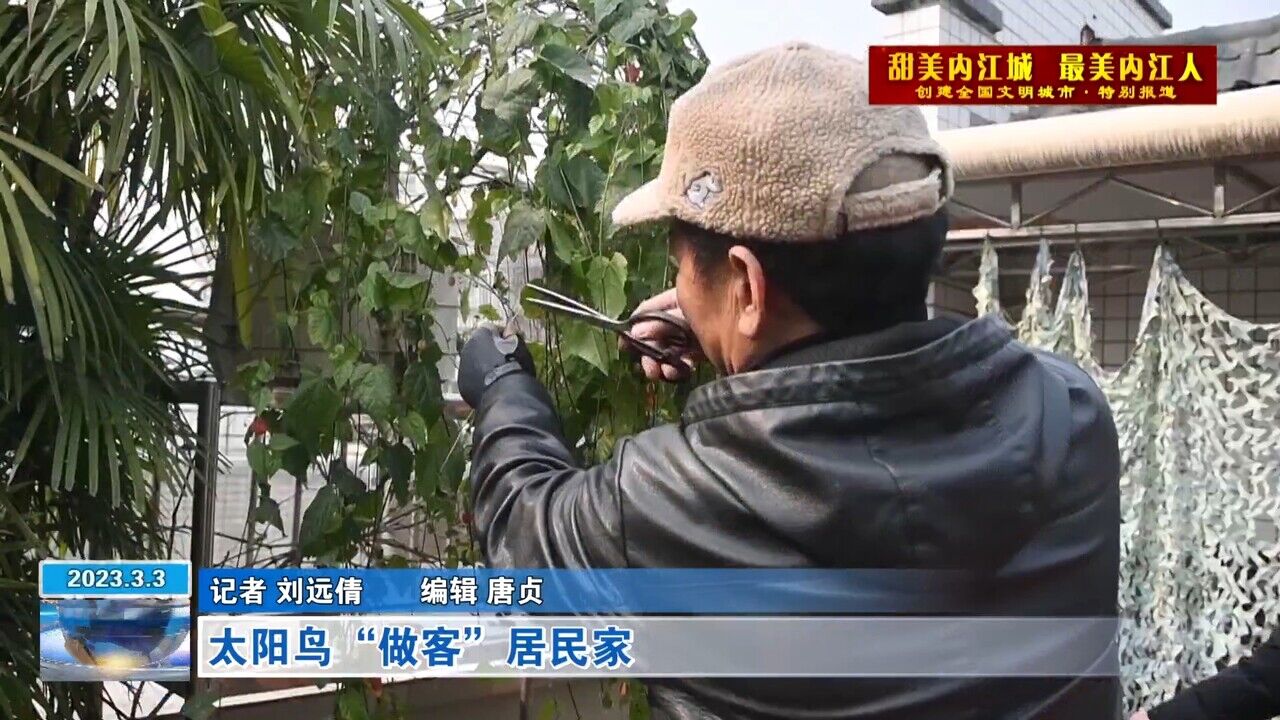 新闻视点丨太阳鸟“做客”居民家