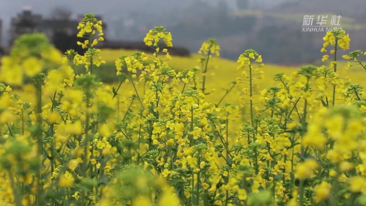 春花艳 春花宴