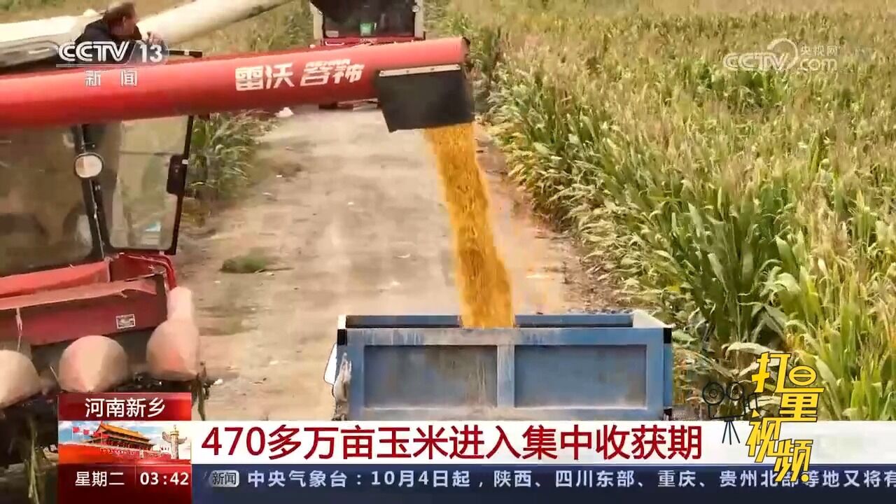 河南新乡:470多万亩玉米进入集中收获期