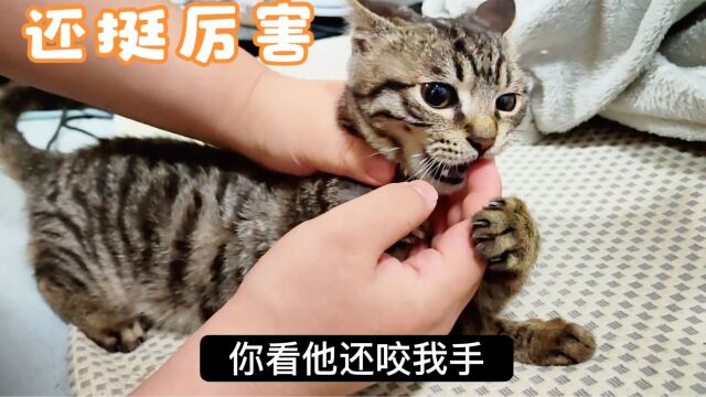 家里来新成员啦!从老家带来的小狸花猫,名字叫什么好呢?