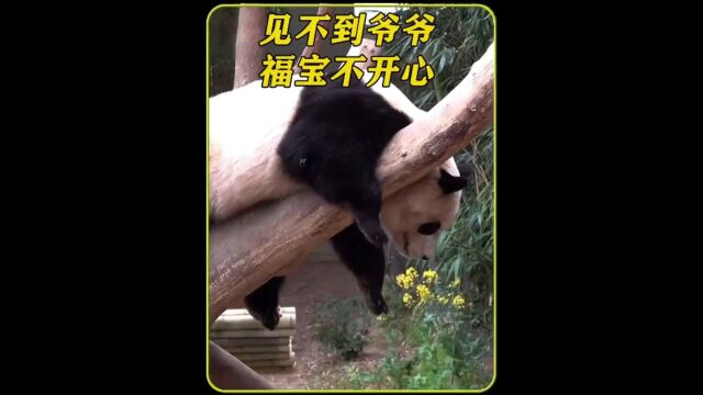 福宝一天没见到爷爷,特别不开心,小树遭了殃#大熊猫 #大熊猫福宝 #福宝和爷爷