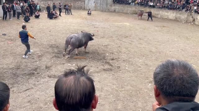 贵州黔东南州剑河县内最后一场娱乐了,章白斗牛场,牛王大碰.