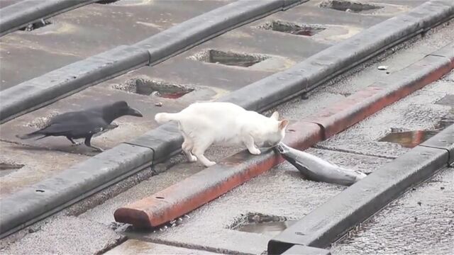 乌鸦捉弄正在吃鱼的猫,场面太好笑了,镜头记录了全过程!