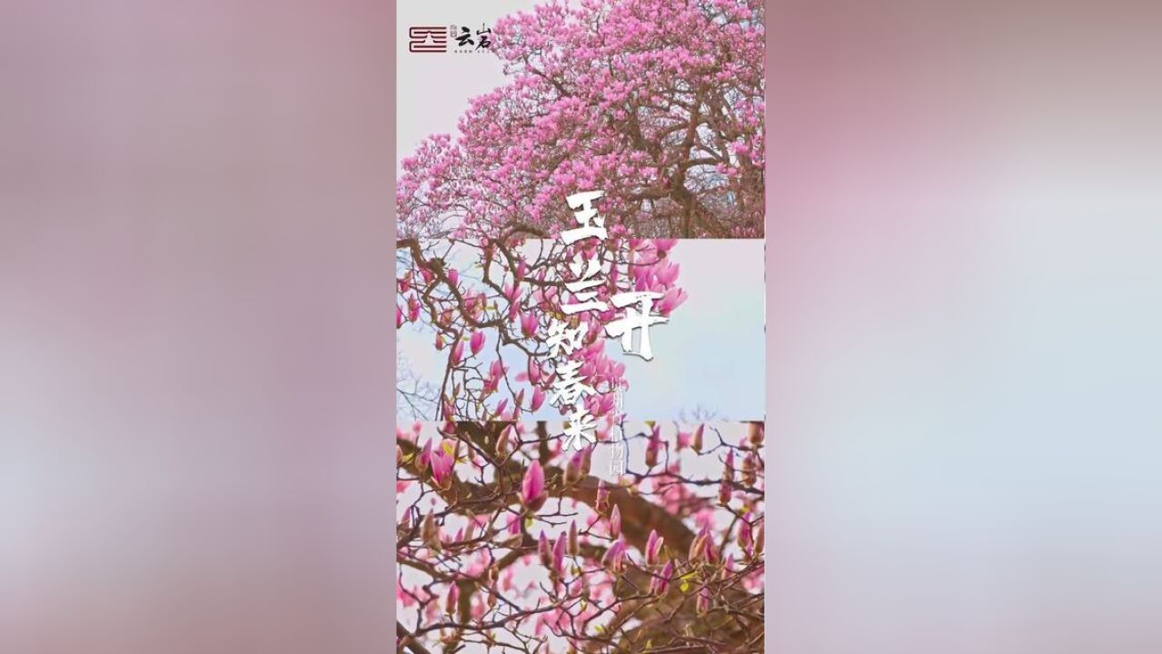 贵州省植物园:玉兰开,知春来,繁花似锦