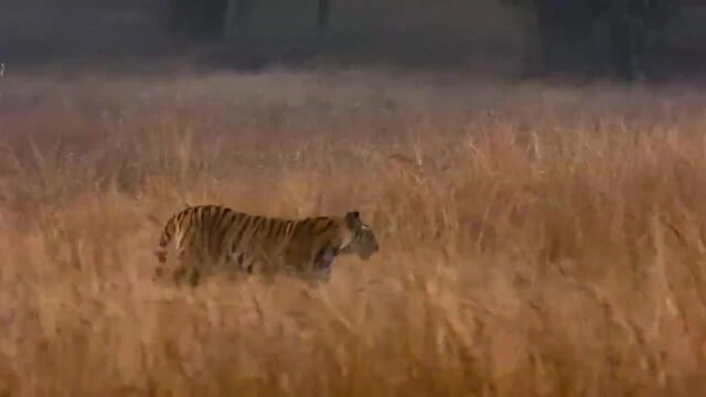 一个十分复杂的狩猎场,堪比漂亮国经典大片,来看看吧