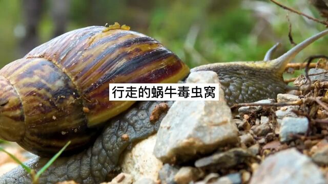 这种生物如果在路边遇到千万别碰,尤其是在南方#野生动物 #科普#寄生虫