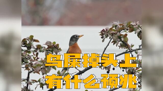 鸟屎掉头上有什么预兆 鸟屎掉头上是要戴孝