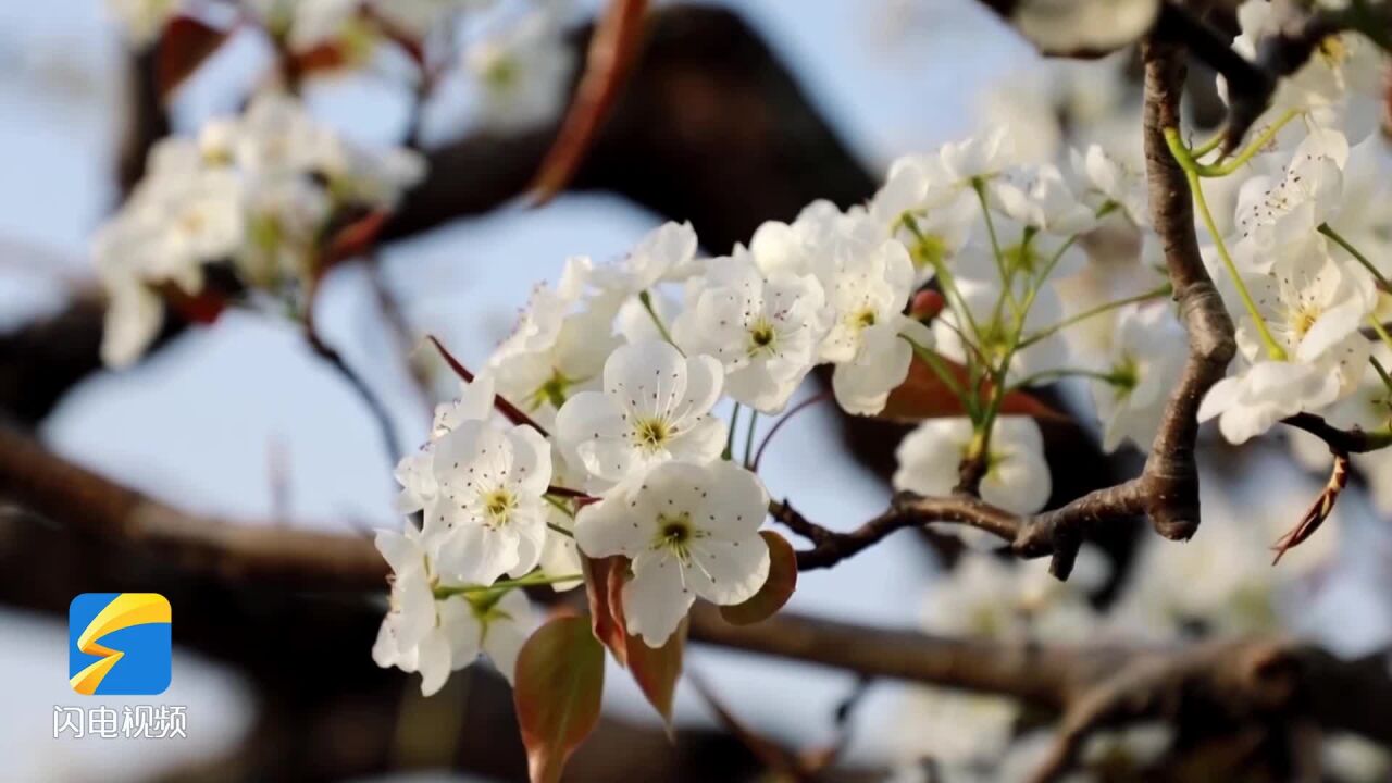 新泰:百年梨花竞春色 多彩非遗迎客来