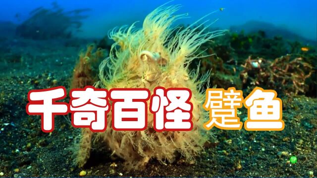 海底世界真是什么生物都有