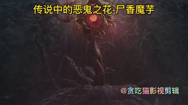 传说中的恶鬼之花尸香魔芋