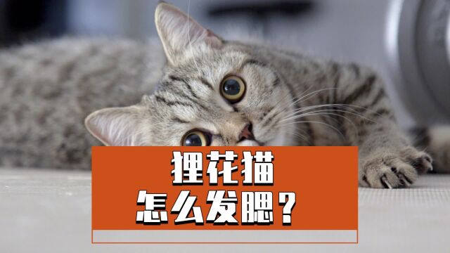 狸花猫怎么发腮?你真的知道吗?