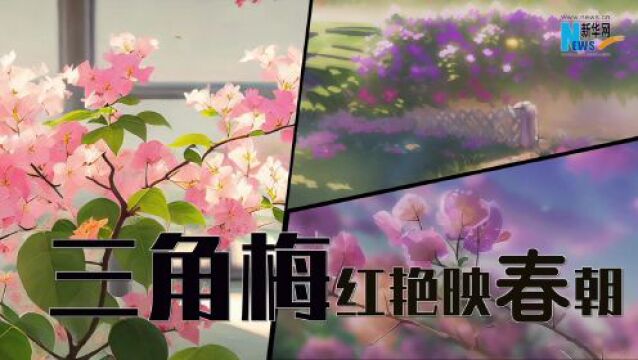 【四季的味道】三角梅红艳映春朝