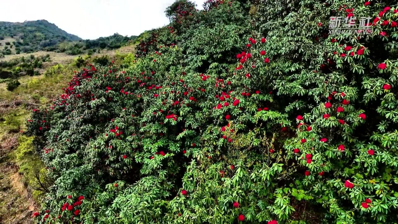 云南屏边:马缨花开春意浓