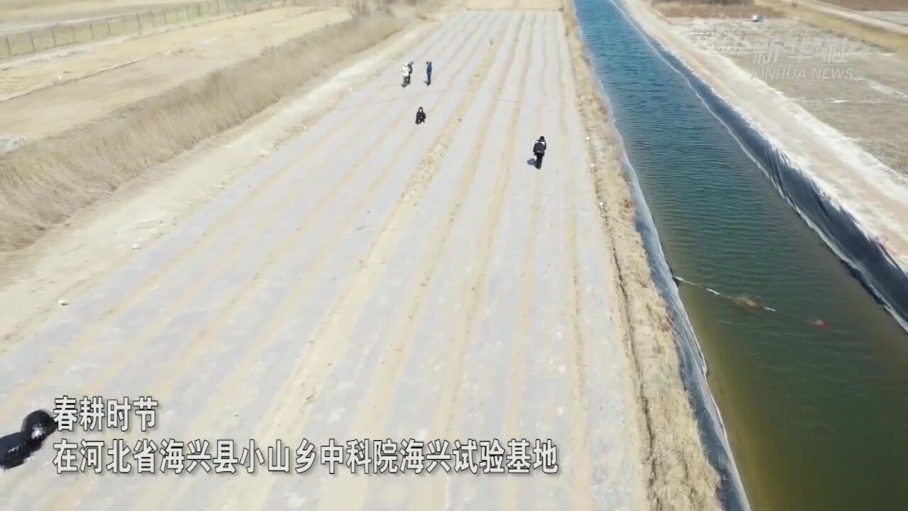 科研工作者选育耐盐品种 助力盐碱地提升粮食产能