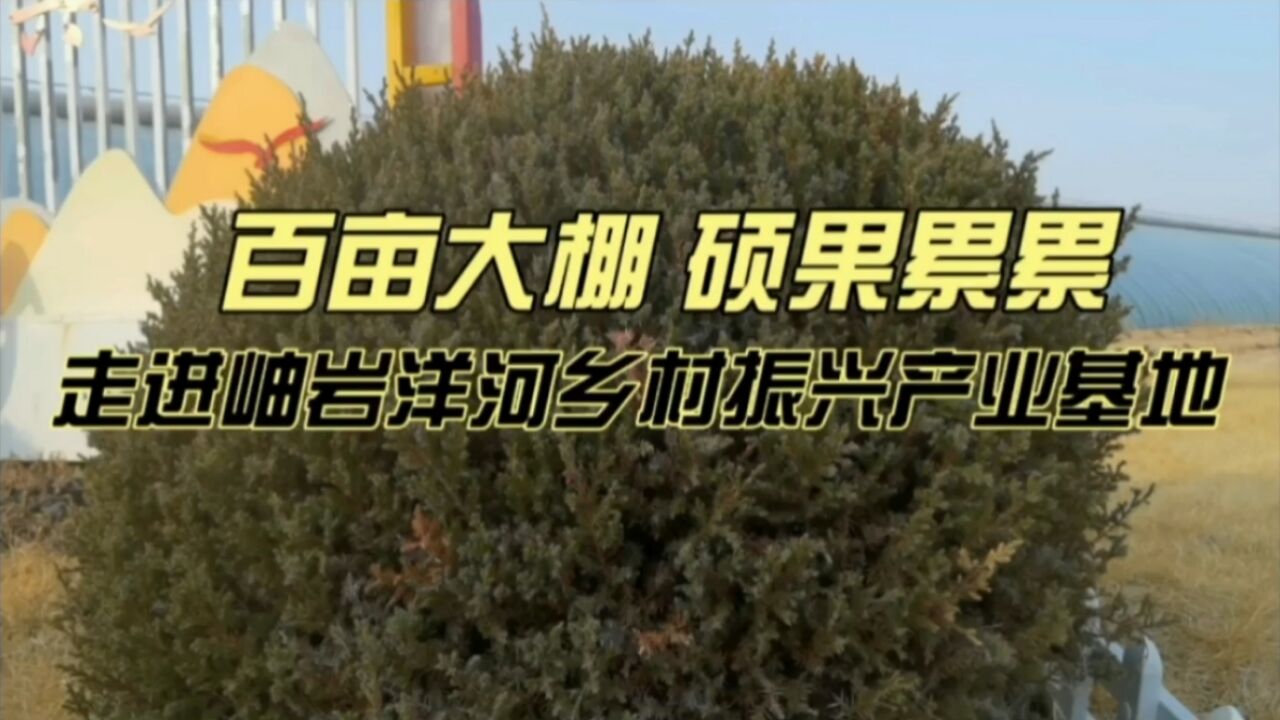 百亩大棚,硕果累累,走进岫岩洋河乡村振兴产业基地|生活+