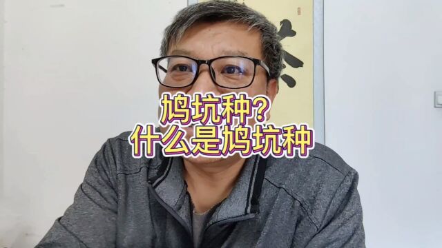 鸠坑种曾经代表了中国茶叶,更是与浙江茶叶里程碑巅峰在一起