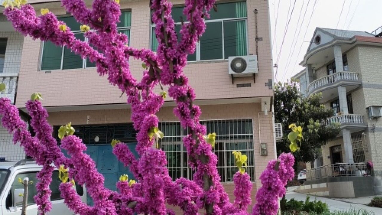 房前屋后花果飘香,庭院“小美”扮靓乡村“大美”