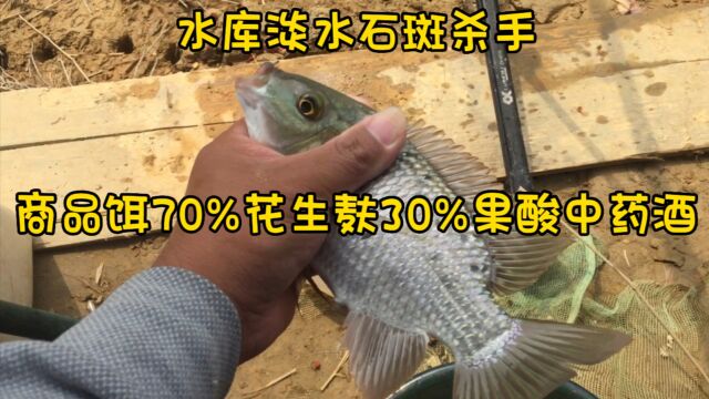 水库淡水石斑杀手:商品饵70%花生麸30%果酸中药酒,绝杀斑点非!