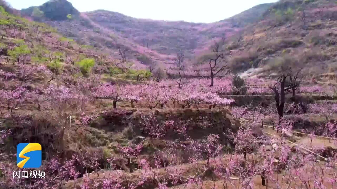 临朐:又是一年桃花开 观赏桃花正当时