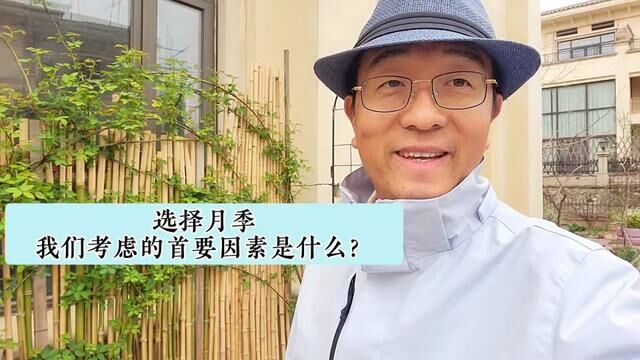 选择月季我们考虑的首要因素是什么?#月季#园艺#橘子陈