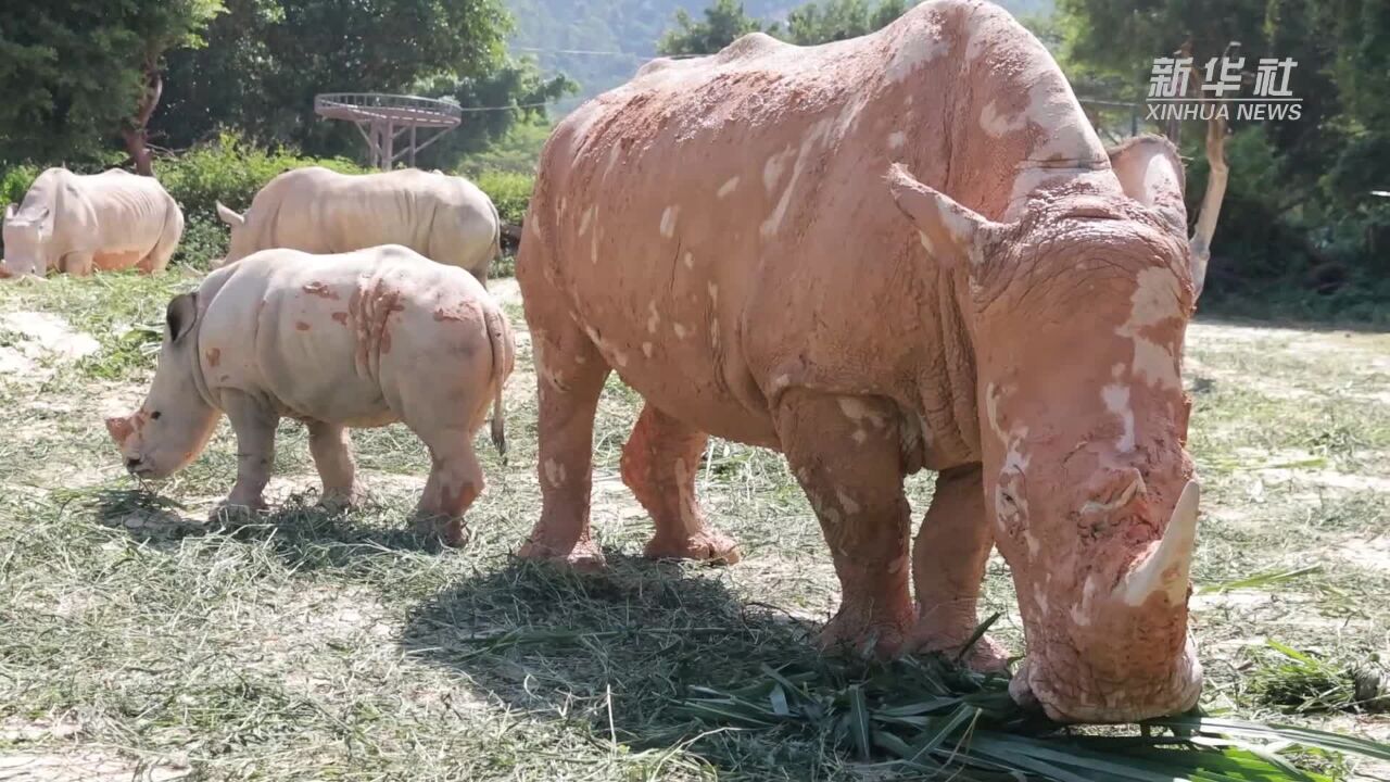 清远长隆:“三姊弟”白犀幼崽成功合群